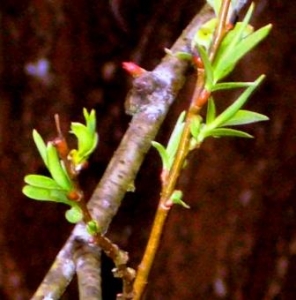 young willow shoots